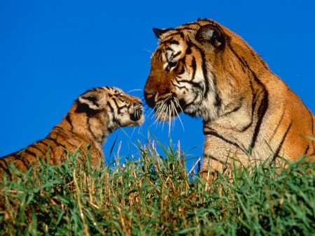 A Mother's Touch - 1600x1200 , wallpapers ,animal wallpapers